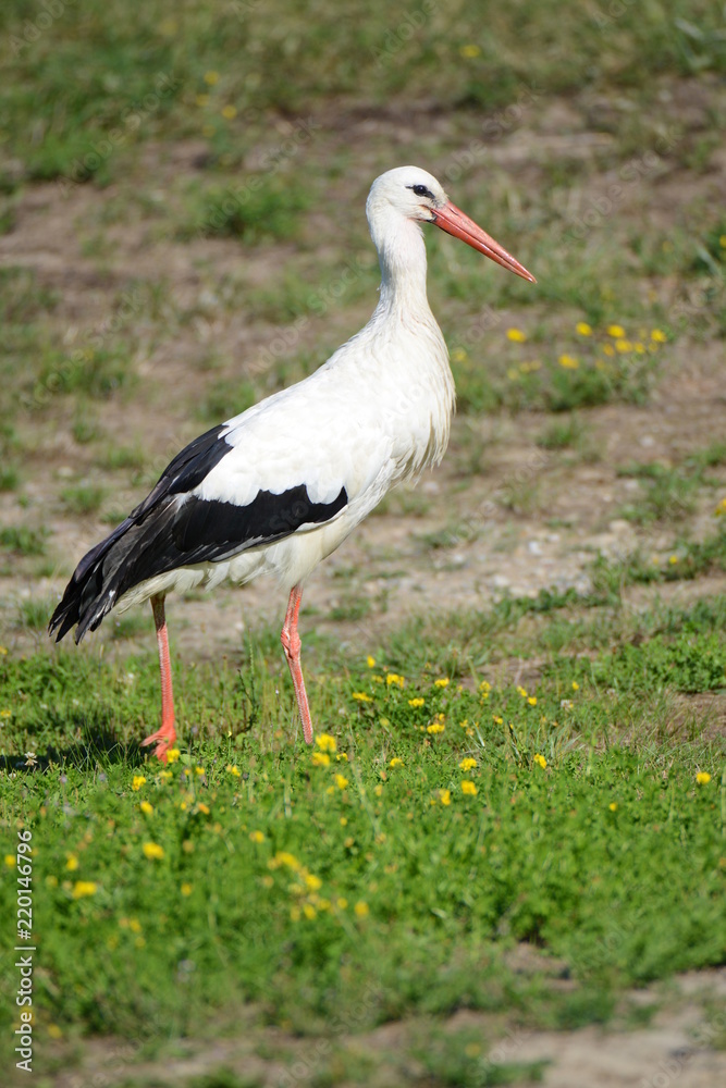 Storch im Elsass in Frankreich Storch im Elsass in Frankreich