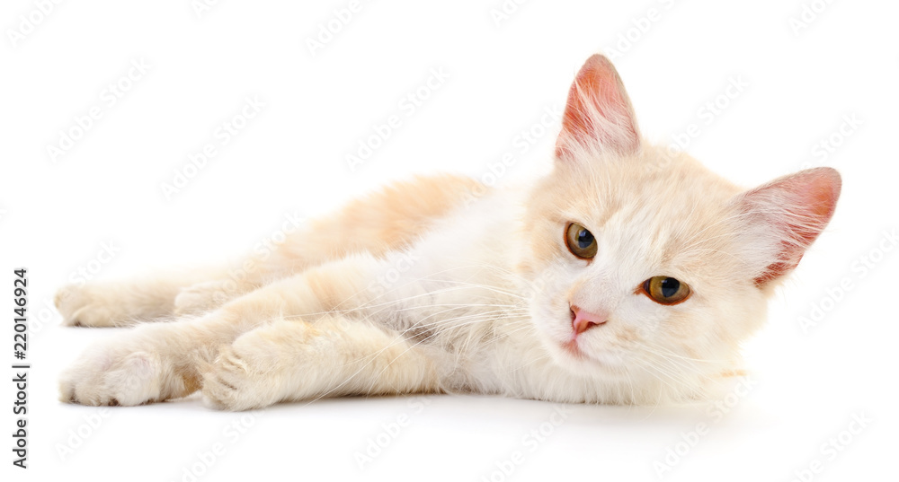 Obraz premium Small brown kitten.