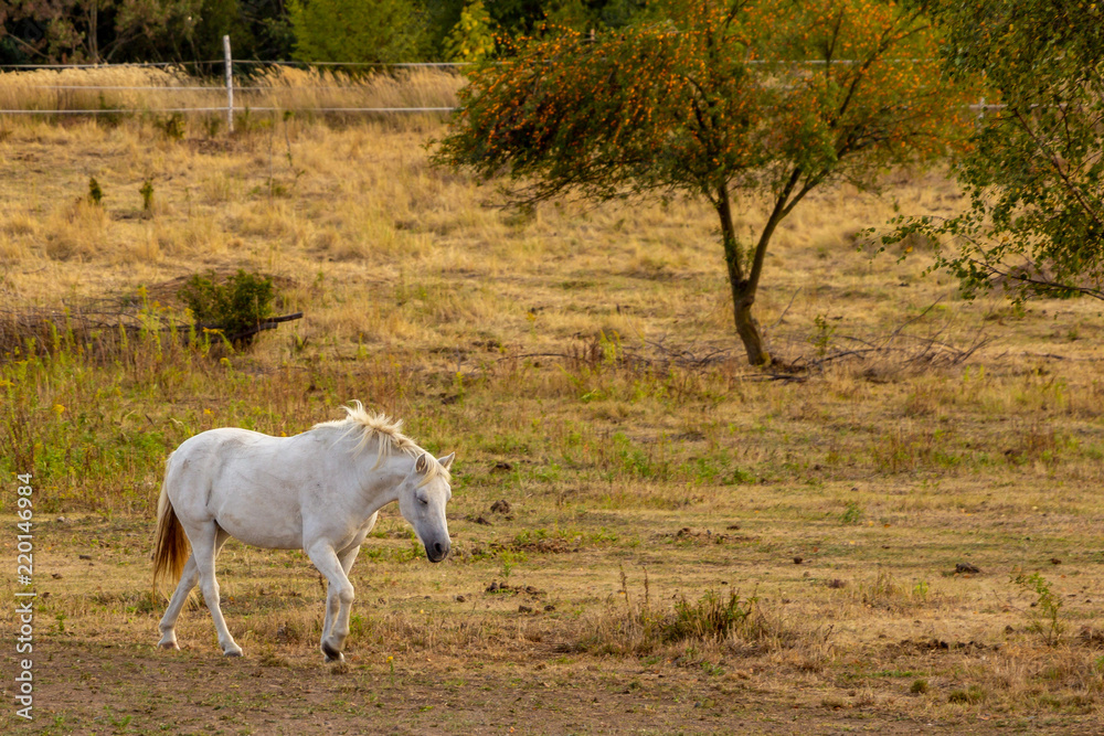 Walking white horse on a pasture with trees in the background Walking white horse on a pasture with trees in the background