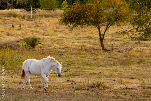 Walking white horse on a pasture with trees in the background