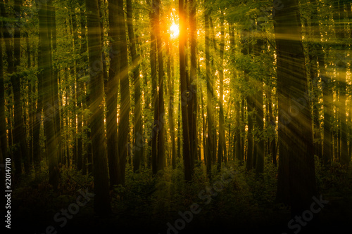 Sun shining through trees with beautiful warming sun beams penetrating dark green forest