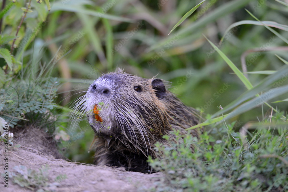 Nutria , Myocastor coypus, wildlife am Fluss Nutria , Myocastor coypus, wildlife am Fluss