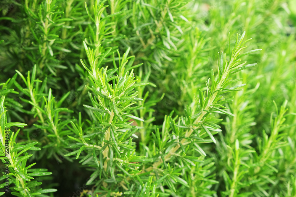 Close up of green rosemary herb bush in garden of local produce farm. Healthy nutritious vegetarian vegan food Fresh uncut raw greens used for seasoning. Background, copy space, top view. Close up of green rosemary herb bush in garden of local produce farm. Healthy nutritious vegetarian vegan food Fresh uncut raw greens used for seasoning. Background, copy space, top view.