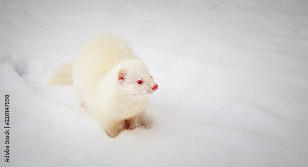 White albino ferret playing in the snow White albino ferret playing in the snow