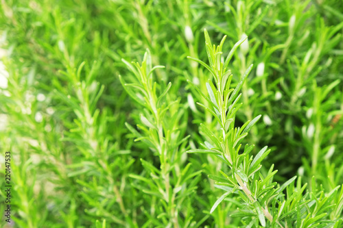 Close up of green rosemary herb bush in garden of local produce farm. Healthy nutritious vegetarian vegan food Fresh uncut raw greens used for seasoning. Background, copy space, top view.