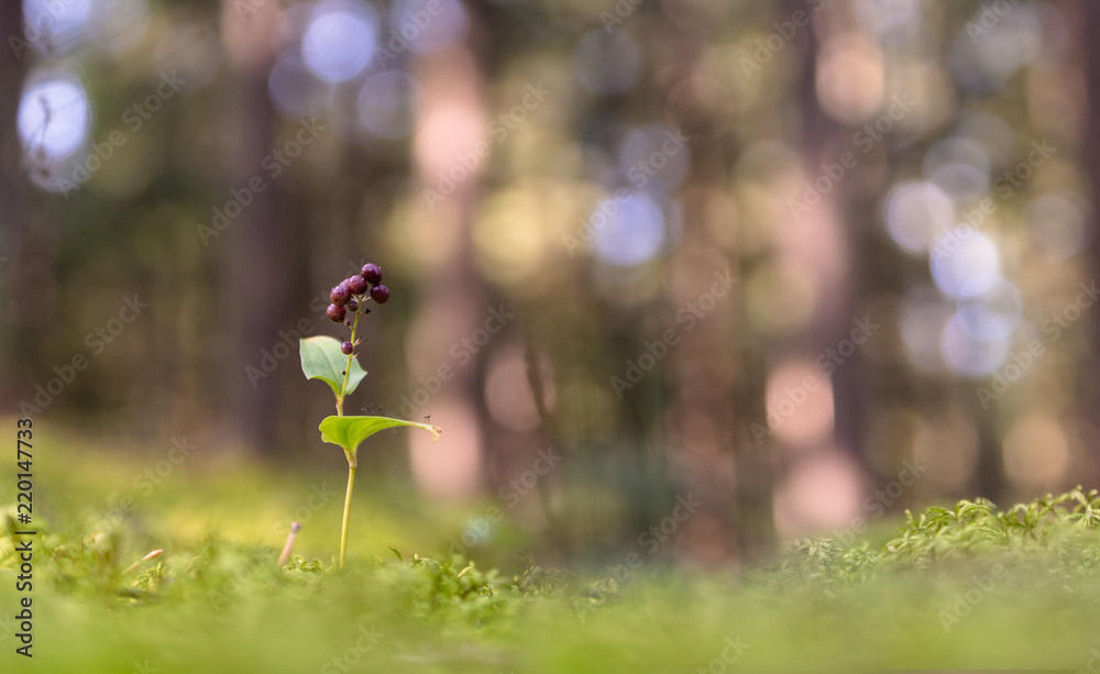 Schattenblume im Herbst