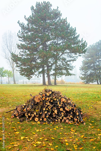 Dry chopped firewood logs i...