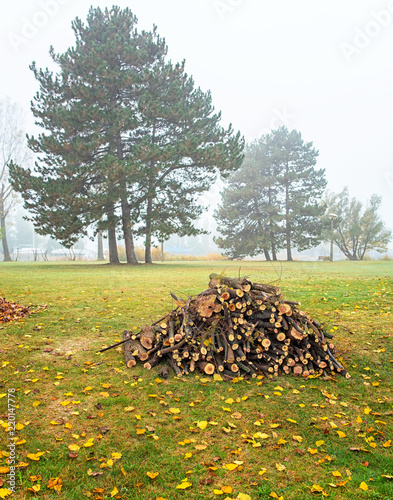 Dry chopped firewood logs i...
