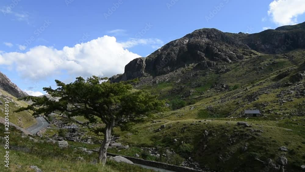 Hawthorn tree (Crataegus monogyna) in Llanberis Pass, Snowdonia Hawthorn tree (Crataegus monogyna) in Llanberis Pass, Snowdonia