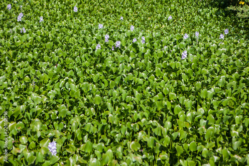 Water Hyacinth in Everglades National Park  Florida