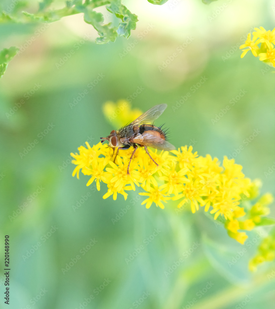 Fly Macro On a Yellow Flower Crop Fly Macro On a Yellow Flower Crop