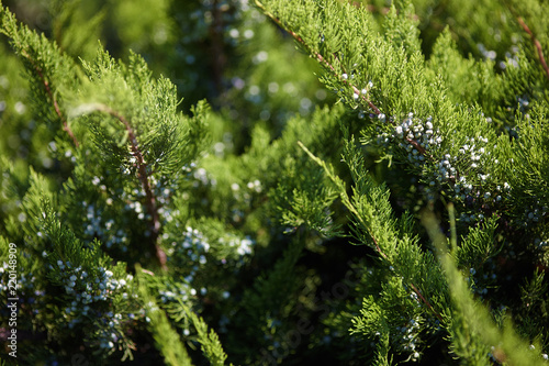 Fresh green branches of a tree thuya in the rays of the day sun