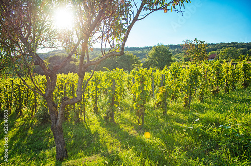 Nice vineyard in summer photo