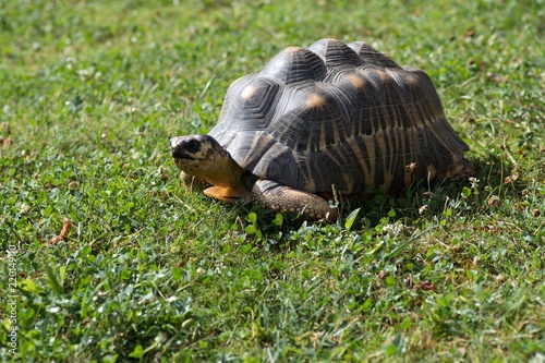 żółw olbrzymi na trawie