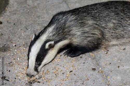 European Badger (Meles meles) photo