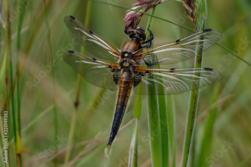 Four-spotted Chaser Dragonfly (Libellula quadrimaculata) © Andy Wilcock