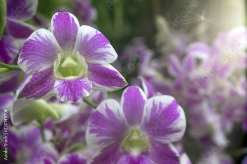 Beautiful orchid backdrop.