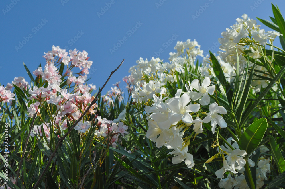 oleander tree flowers oleander tree flowers