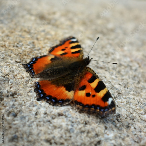 Beautiful orange with a black butterfly sitting on a stone