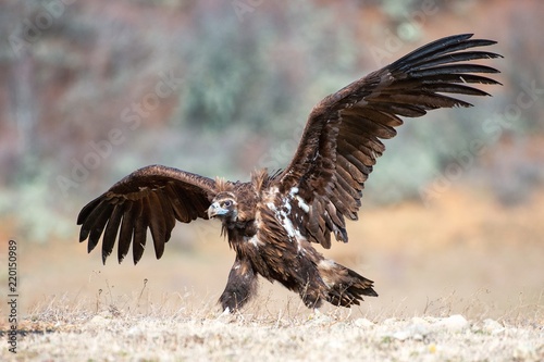 Cinereous vulture (Aegypius monachus) with open wings photo