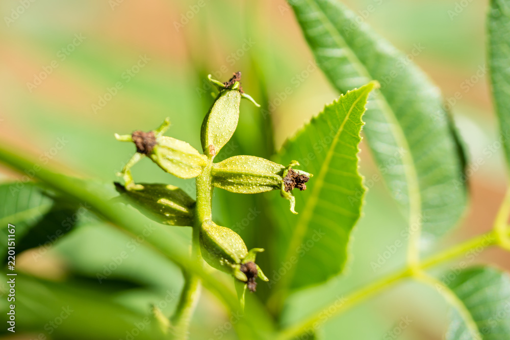 Pecan nut female flower close-up Pecan nut female flower close-up