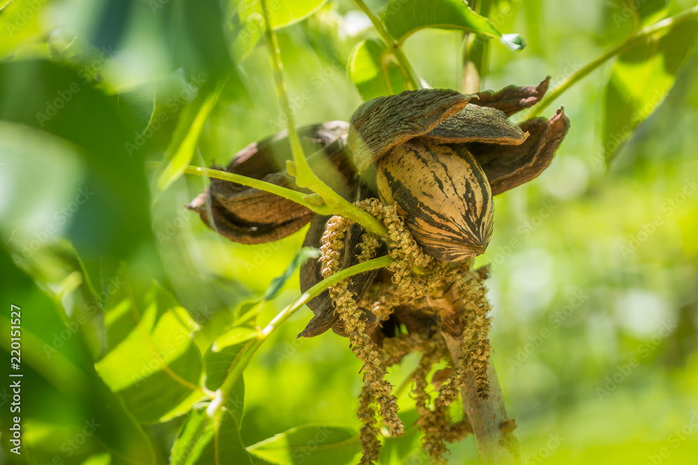 Pecan nuts in open husks with dried up catkins, among green leaves in tree Pecan nuts in open husks with dried up catkins, among green leaves in tree