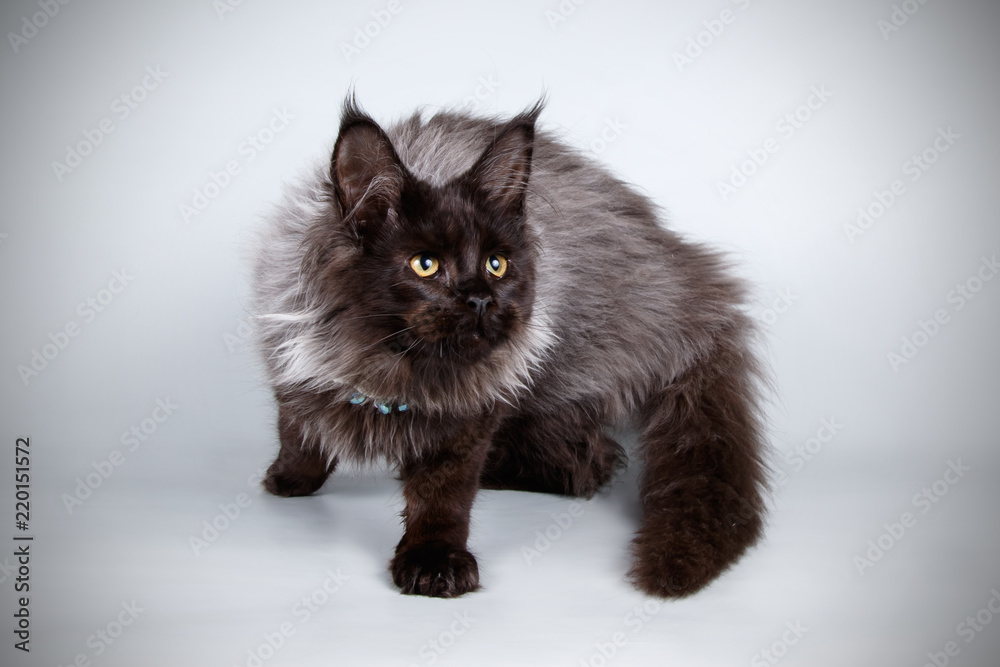 Fototapeta premium Maine Coon red cat on colored backgrounds