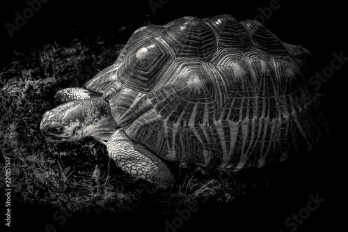 żółw olbrzymi na czarnym tle