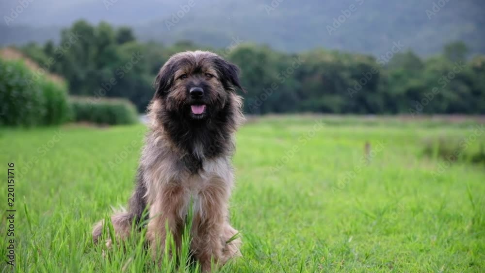 Slowmotion video of a cute dog sitting in green grass field with nature background
