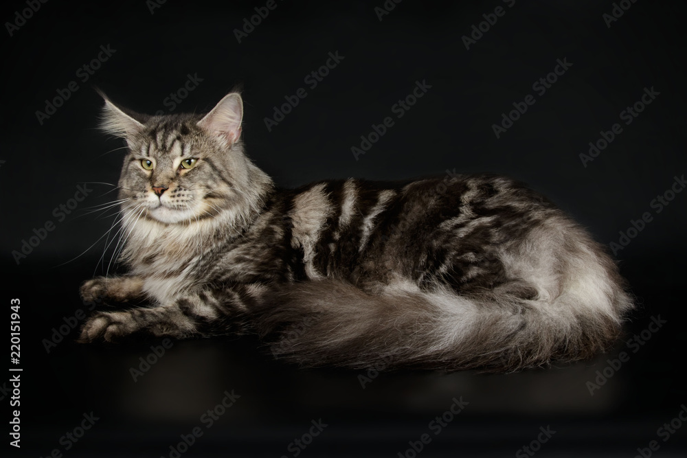 Maine Coon red cat on colored backgrounds