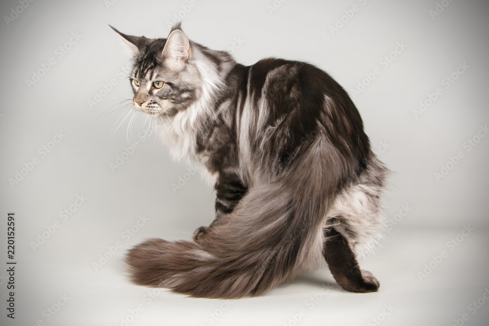 Maine Coon red cat on colored backgrounds