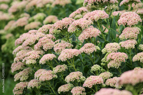 Foto Showy stonecrop flowers (Sedum spectabile or Hylotelephium spectabile) on flower