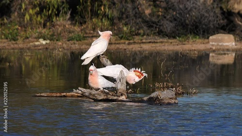 Two Major Mitchell cockatoos sit on a branch and drink from a pond.