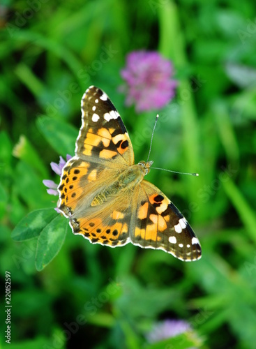 Beautiful butterfly on clover flower closeup top view © coolpay