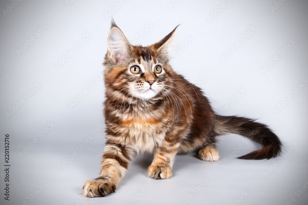 Maine Coon red cat on colored backgrounds Maine Coon red cat on colored backgrounds
