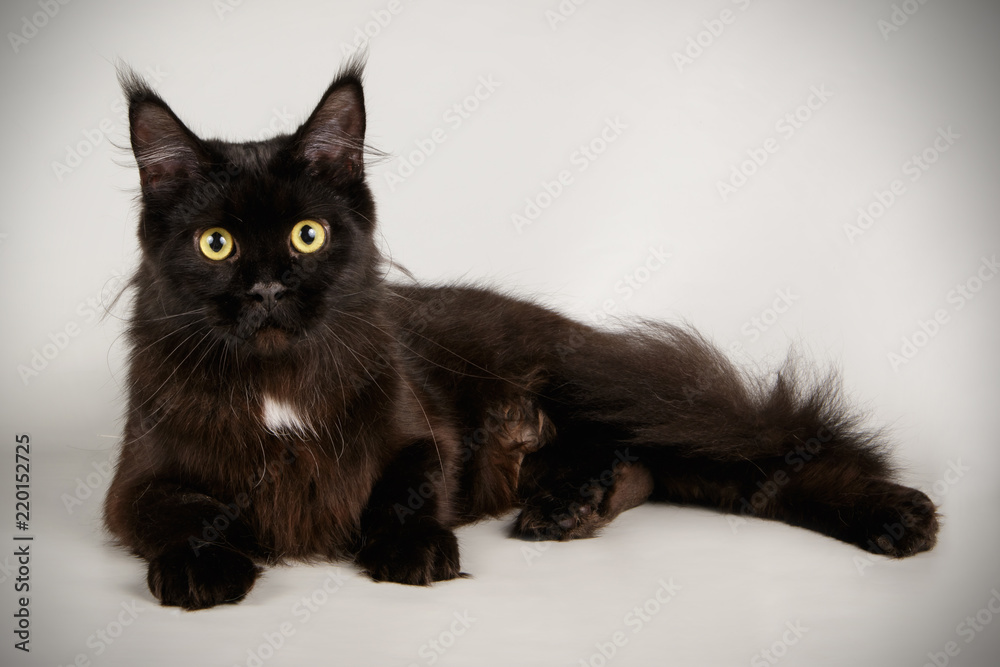 Maine Coon red cat on colored backgrounds Maine Coon red cat on colored backgrounds