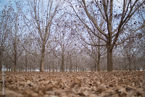 Winter pecan orchard ready for harvest
