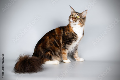 Fototapeta Naklejka Na Ścianę i Meble -  Maine Coon cat on colored backgrounds