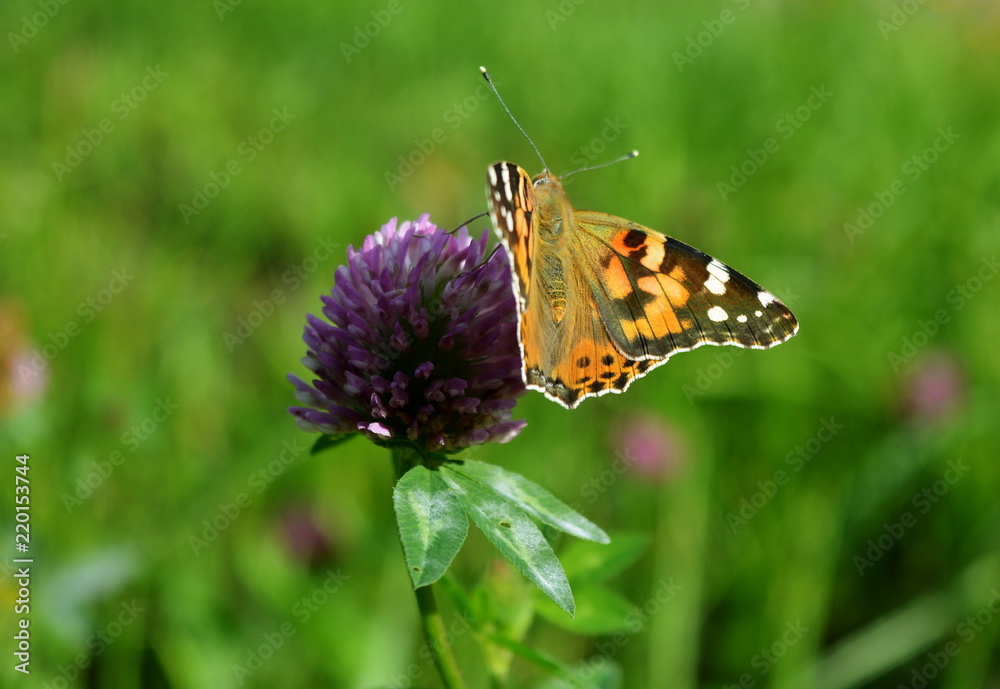 Orange butterfly sitting on clover flower on blurred green background Orange butterfly sitting on clover flower on blurred green background