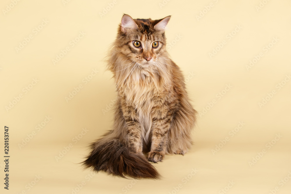 Maine Coon cat on colored backgrounds Maine Coon cat on colored backgrounds