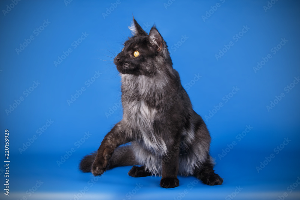 Obraz premium Maine Coon cat on colored backgrounds