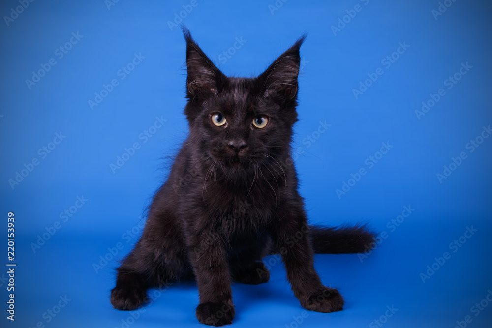 Fototapeta premium Maine Coon cat on colored backgrounds