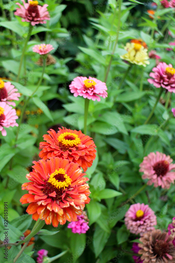 Garden Garden