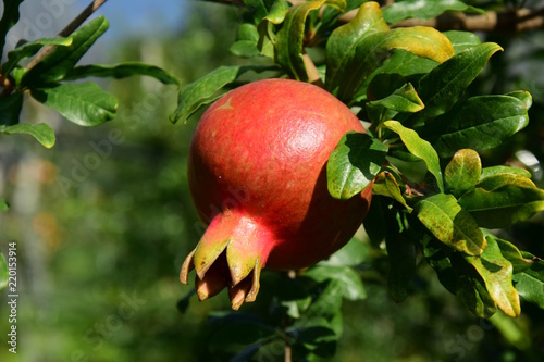 Granatapfel am Baum kurz vor der Ernte