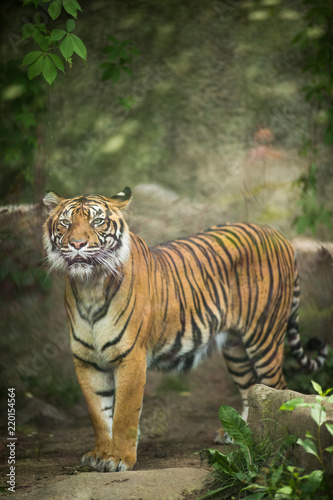 Fototapeta Naklejka Na Ścianę i Meble -  Closeup of a Siberian tiger also know as Amur tiger (Panthera tigris altaica), the largest living cat