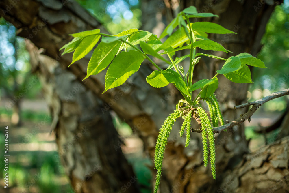 Young pecan branch with green leaves and male flowers, with a pecan tree background