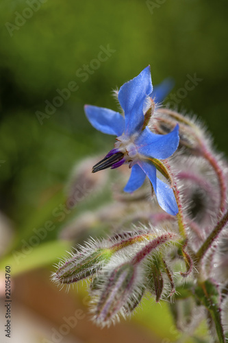 Borago officinalis, more commonly known as borage, blooms.