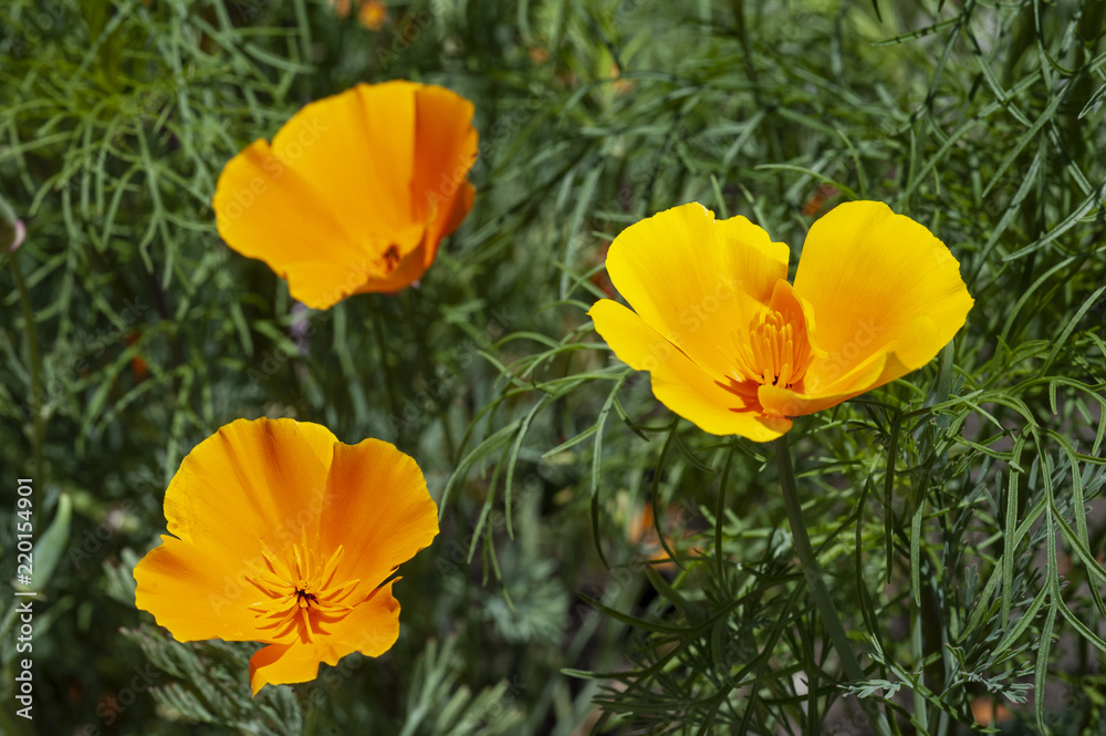 Wild, bright orange poppies grow as the California state flower. Wild, bright orange poppies grow as the California state flower.
