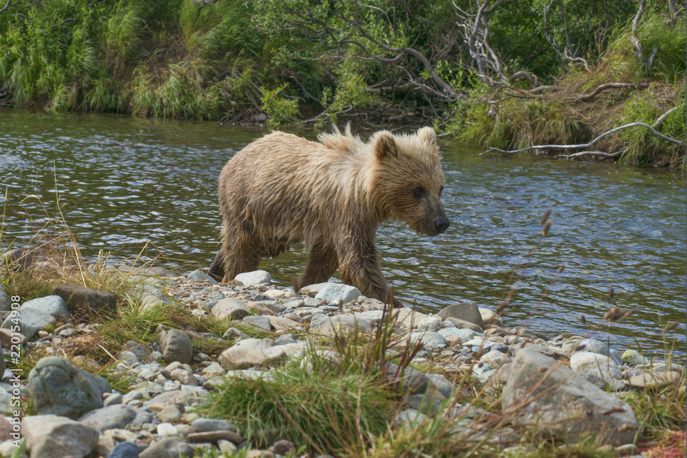 brown bear cub on bank following mother upstream brown bear cub on bank following mother upstream
