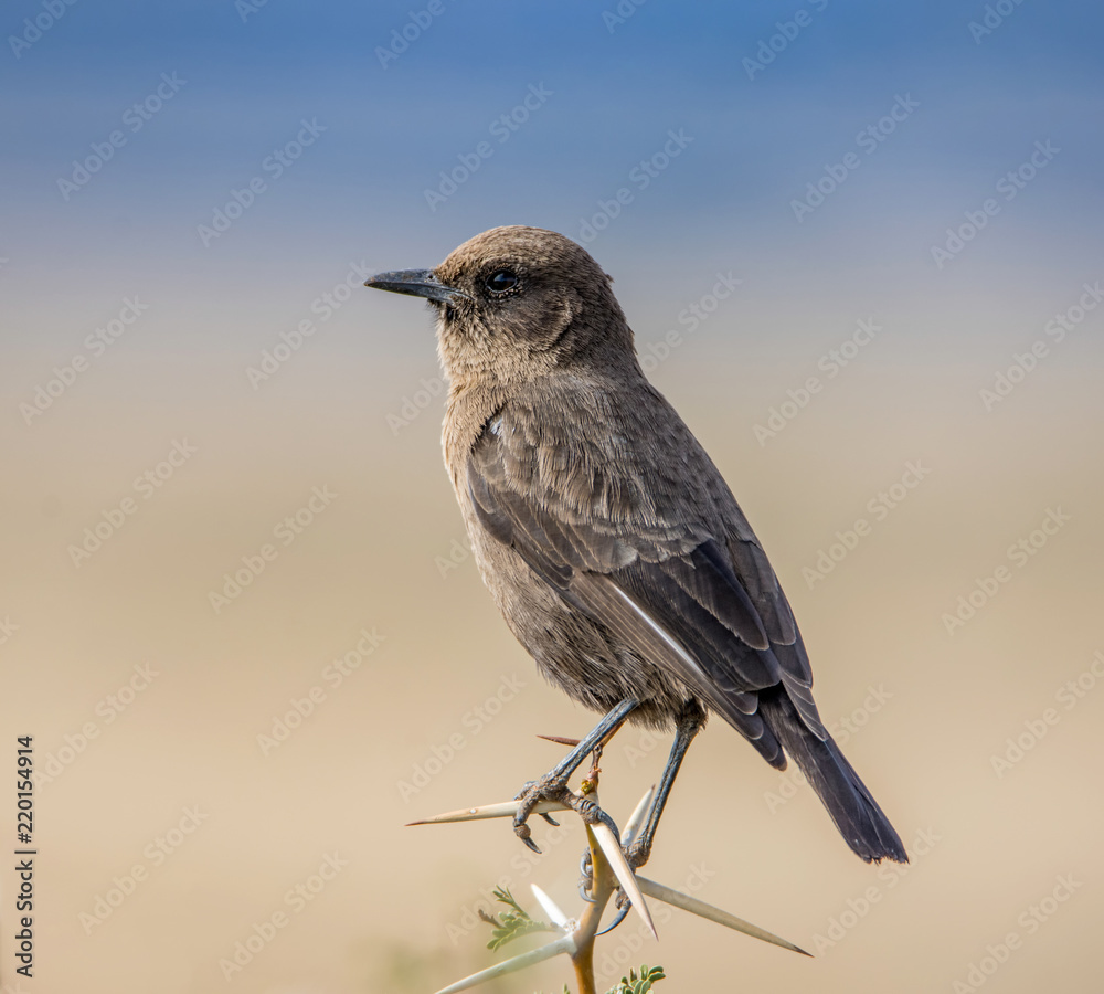 Fototapeta premium Juvenile Ant-eating Chat